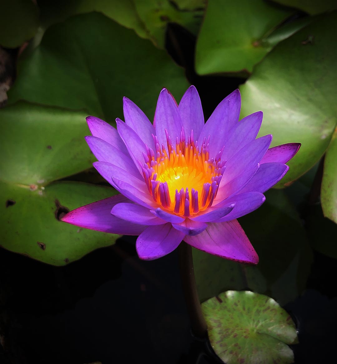 water lilly