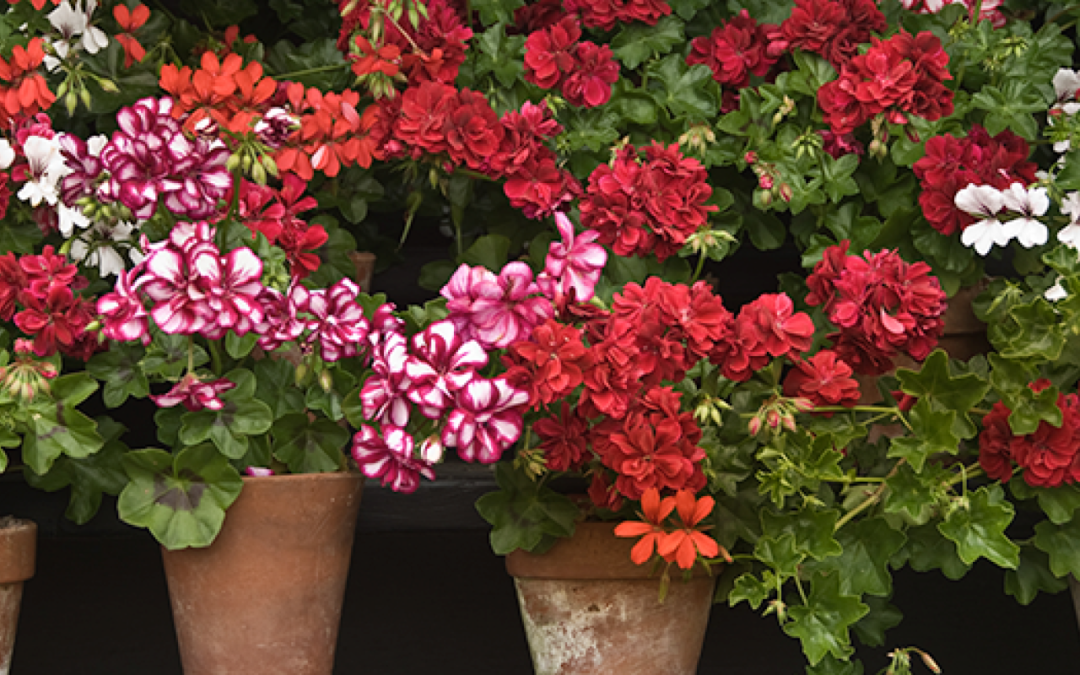 Discover some of the amazing qualities of Geranium